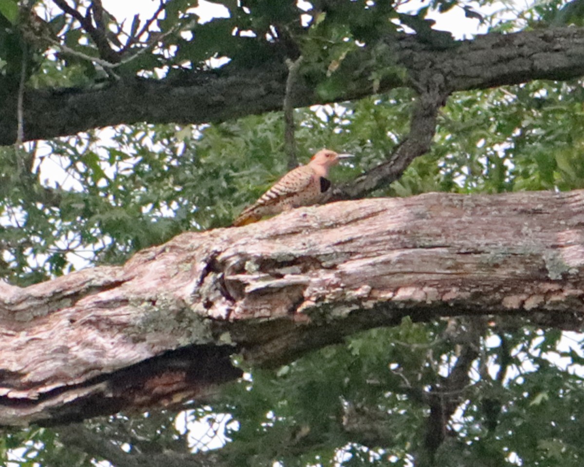 Northern Flicker - ML244176091