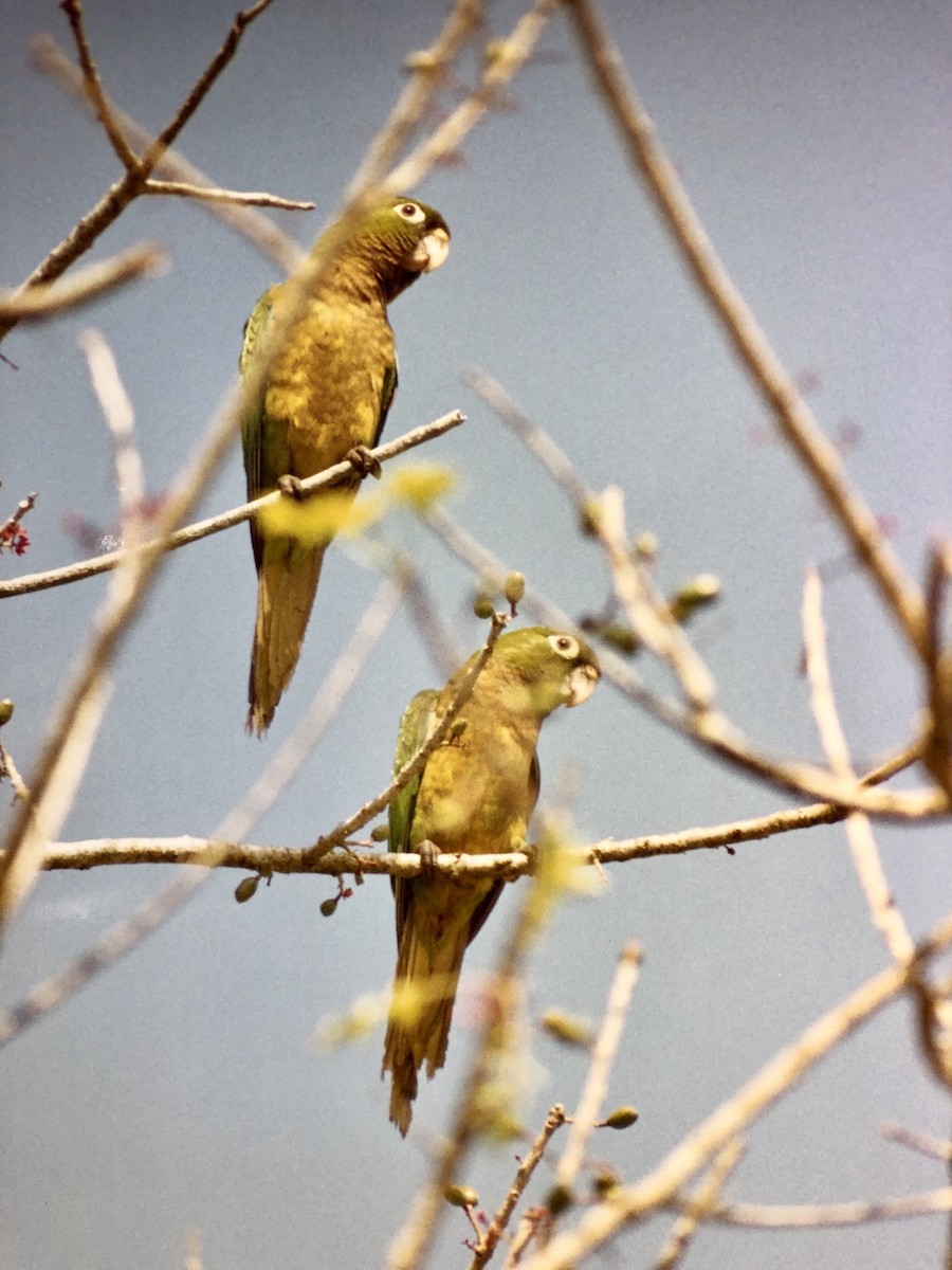 Olive-throated Parakeet - ML244176251