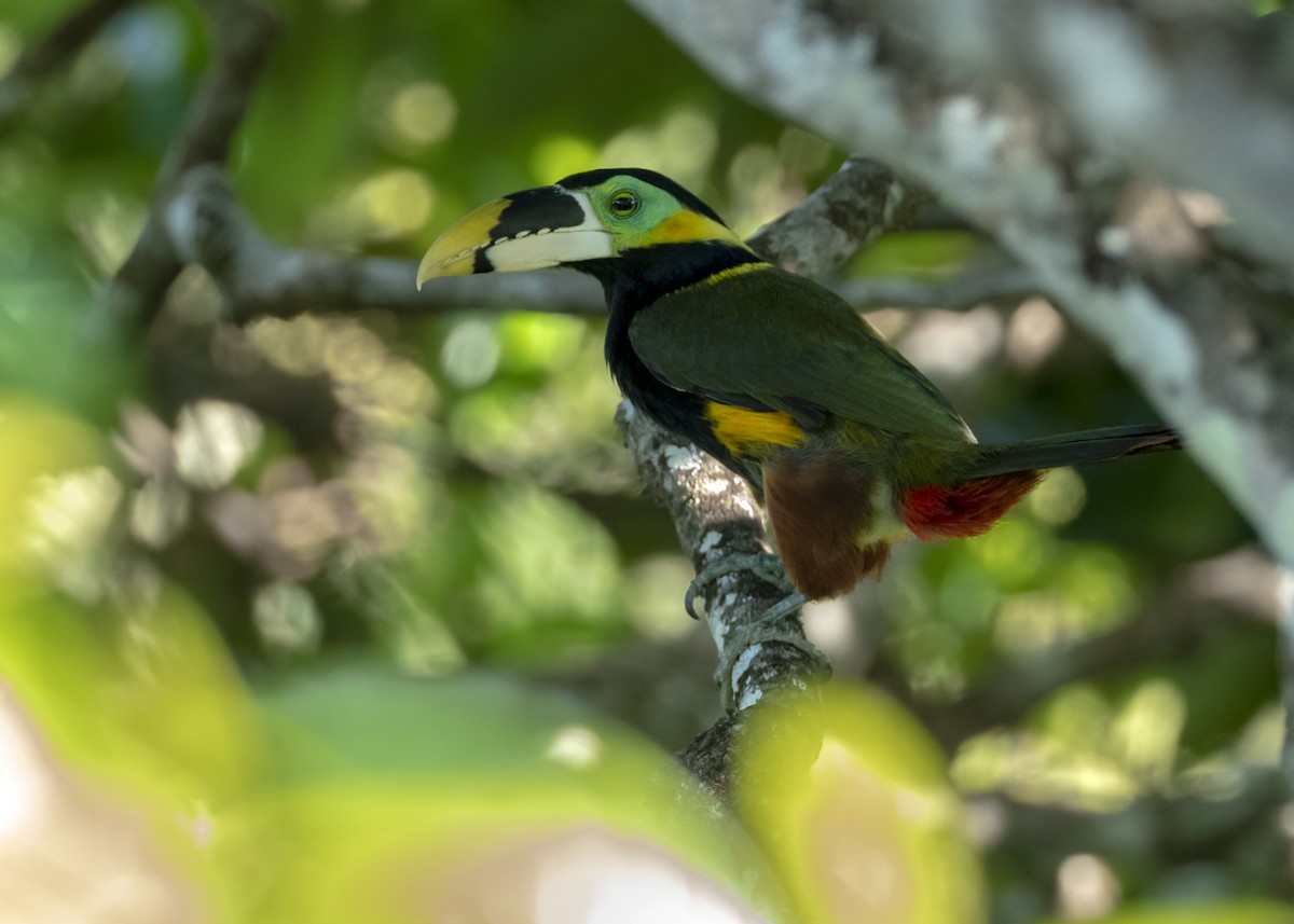 Gould's Toucanet - ML244176321