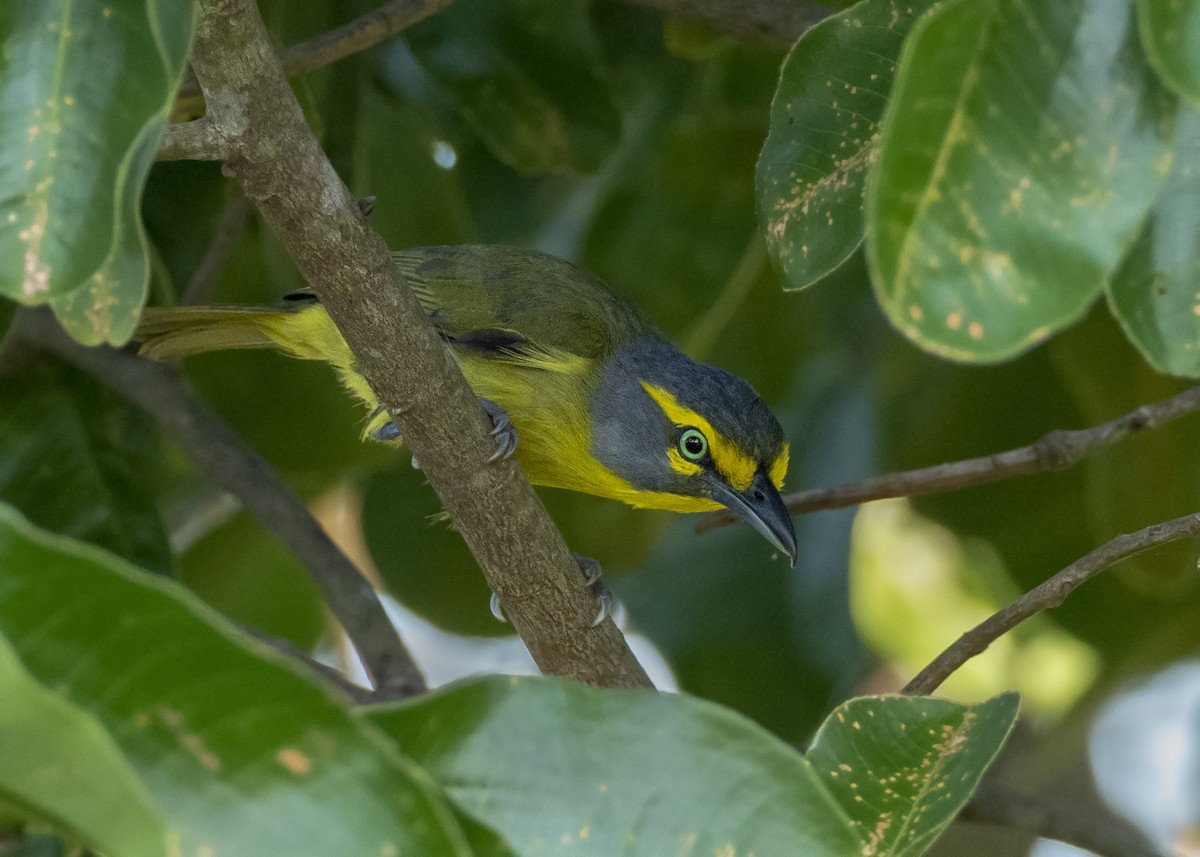 Slaty-capped Shrike-Vireo - ML244176481