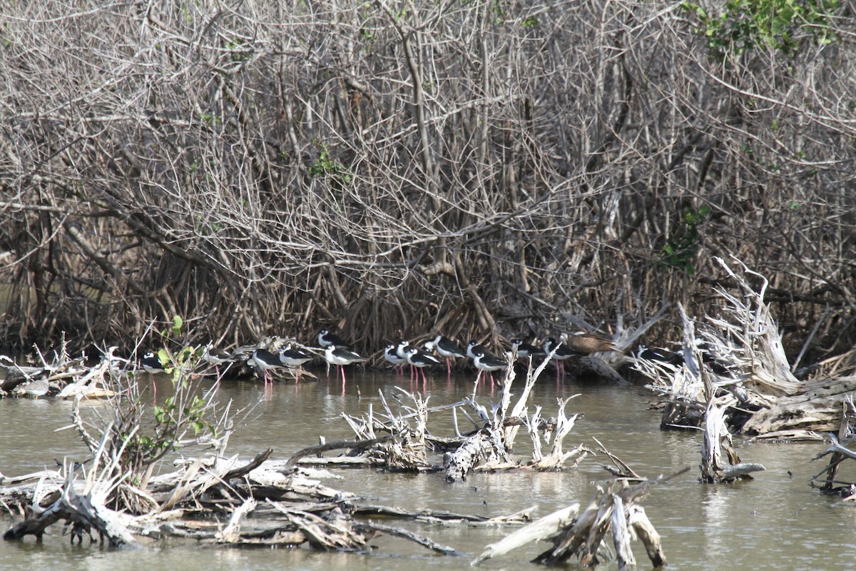 Black-necked Stilt - ML244177521