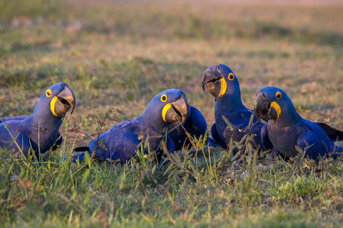 Hyacinth Macaw - ML244178391