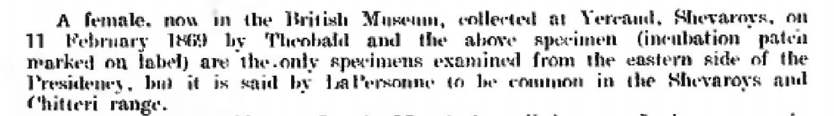 Jungle Myna - ML244179251