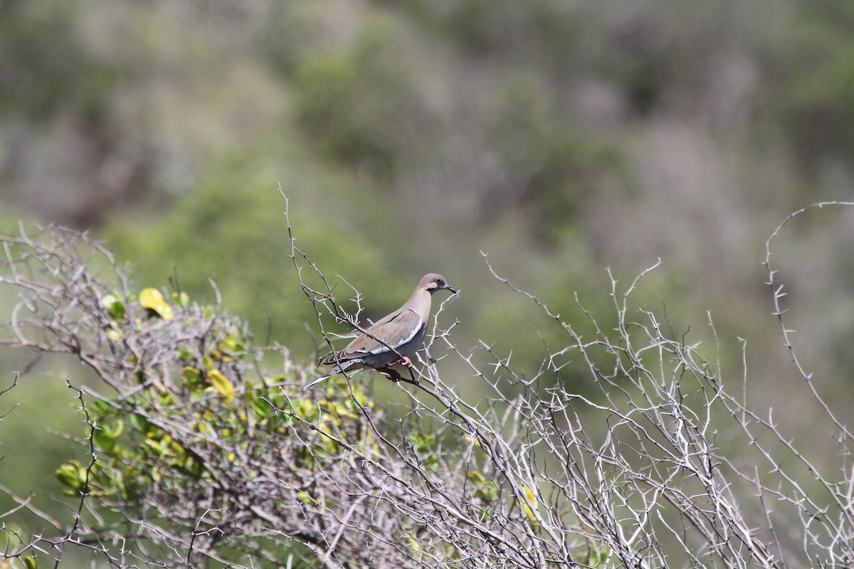 White-winged Dove - ML244181031