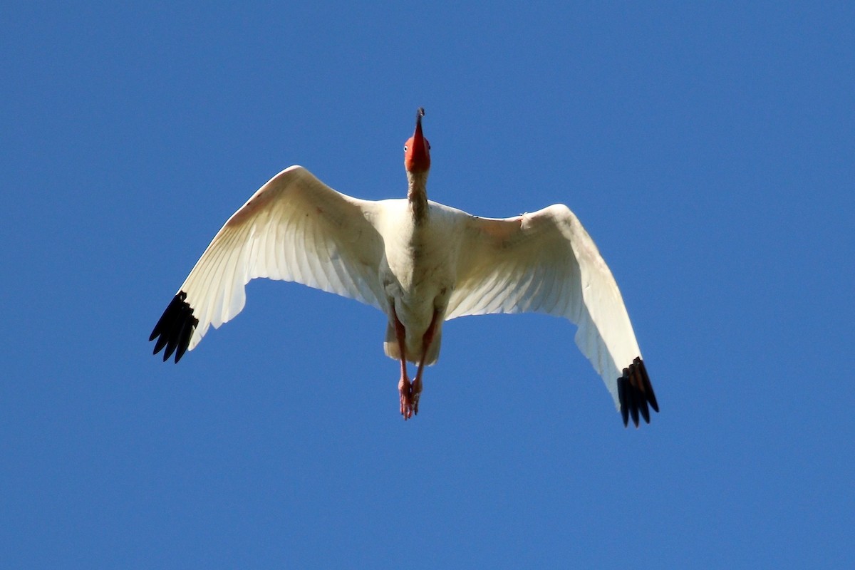 White Ibis - Ronald Newhouse