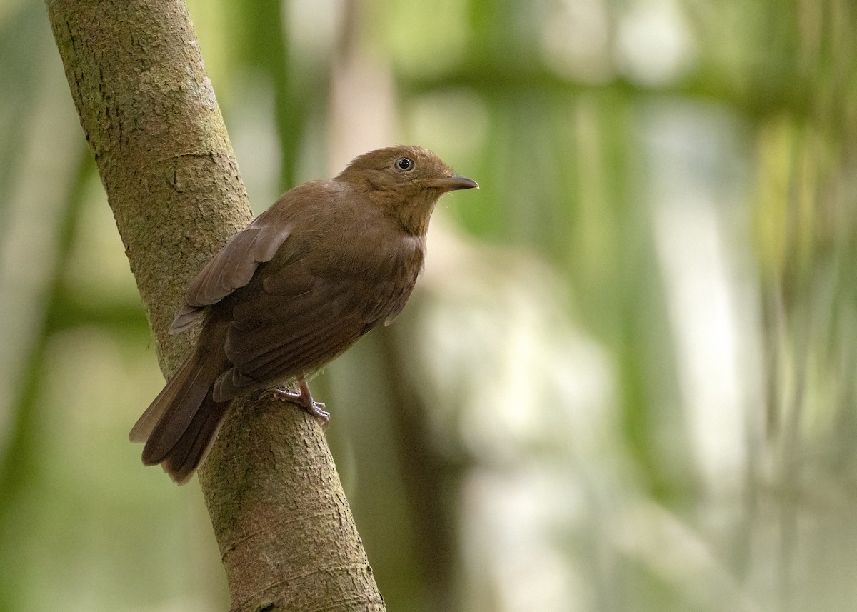 Russet-winged Schiffornis - Andres Vasquez Noboa