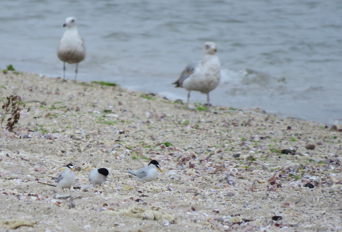 Least Tern - ML244181591