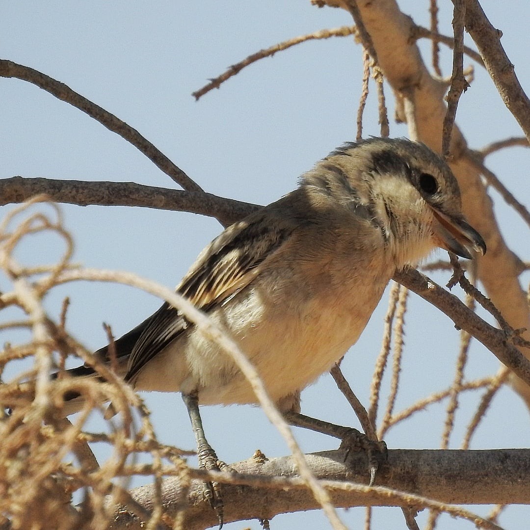 Great Gray Shrike - ML244181601