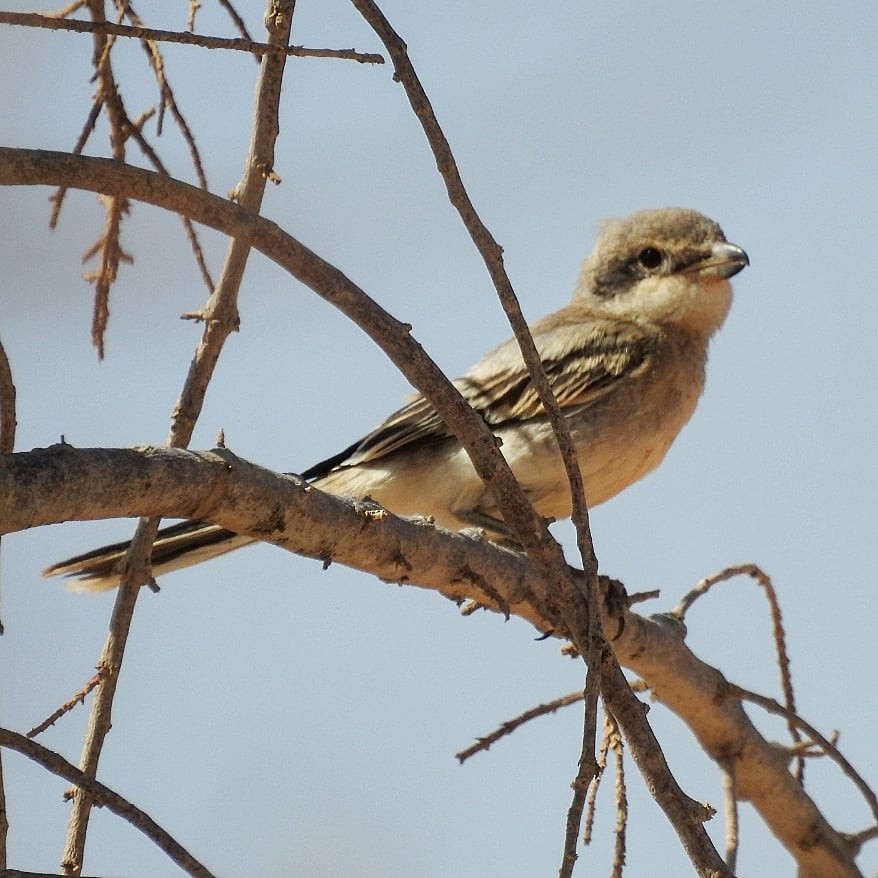 Great Gray Shrike - ML244181671