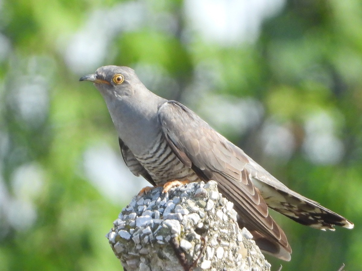 Common Cuckoo - Çağan Abbasoğlu