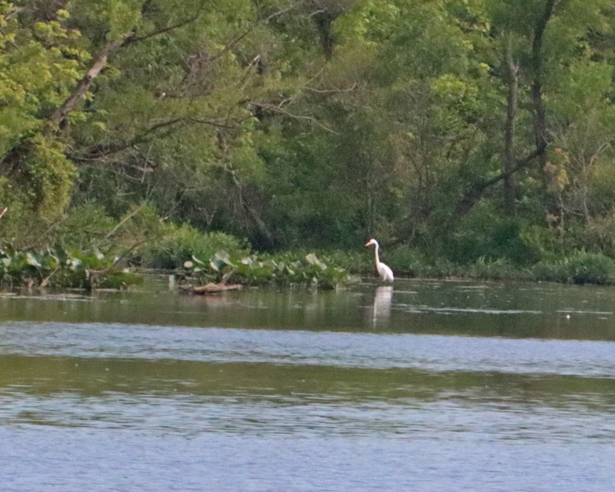 Great Egret - ML244182401