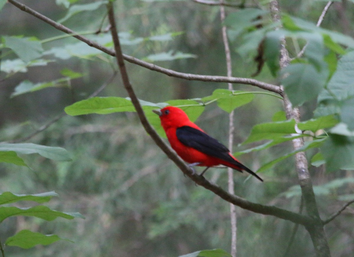Scarlet Tanager - ML244183331