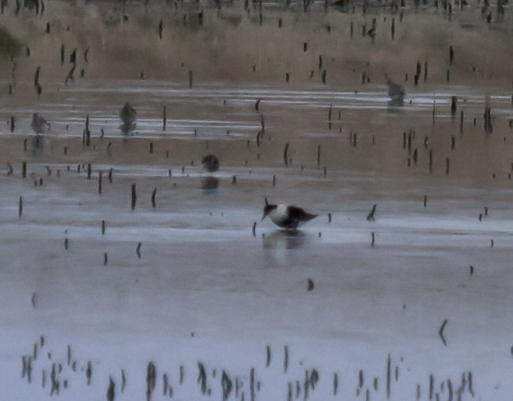 Ноцоо элсэг - ML244183721