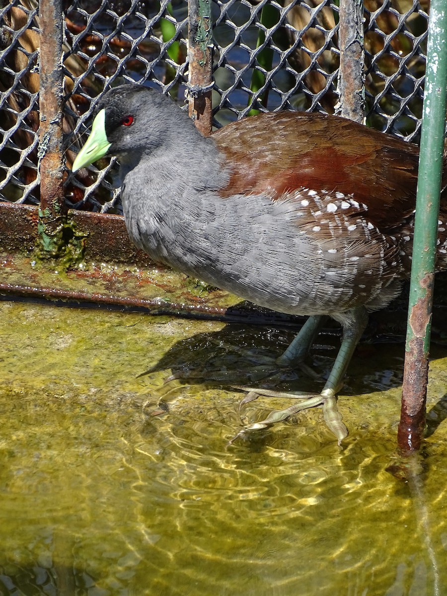 Gallinule à face noire - ML244183821