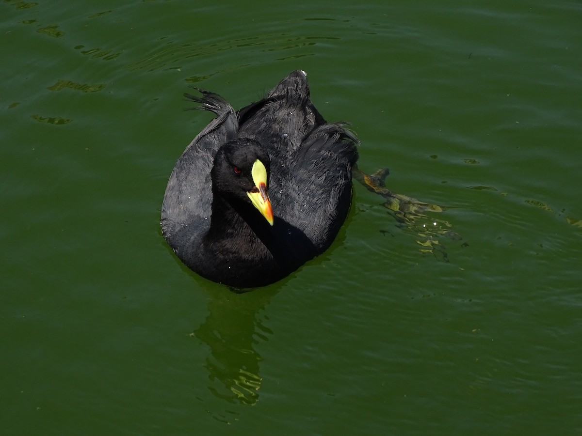 Red-gartered Coot - ML244183891