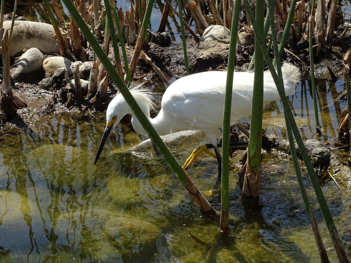 Snowy Egret - ML244183961