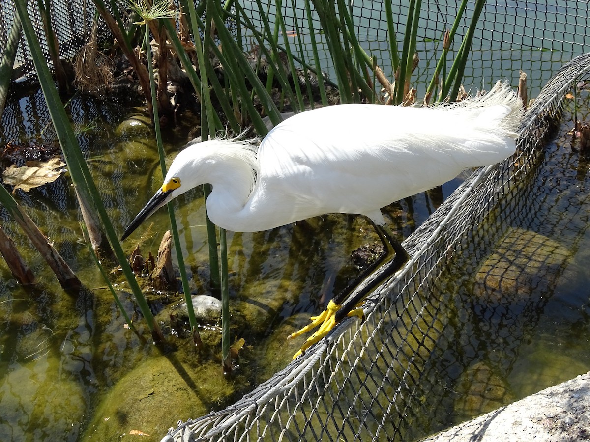 Snowy Egret - ML244183971