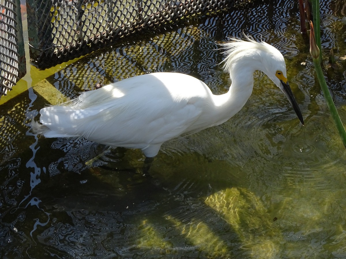 Snowy Egret - ML244183981