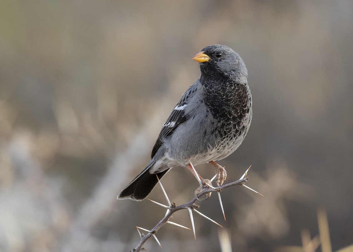 Mourning Sierra Finch - ML244184021