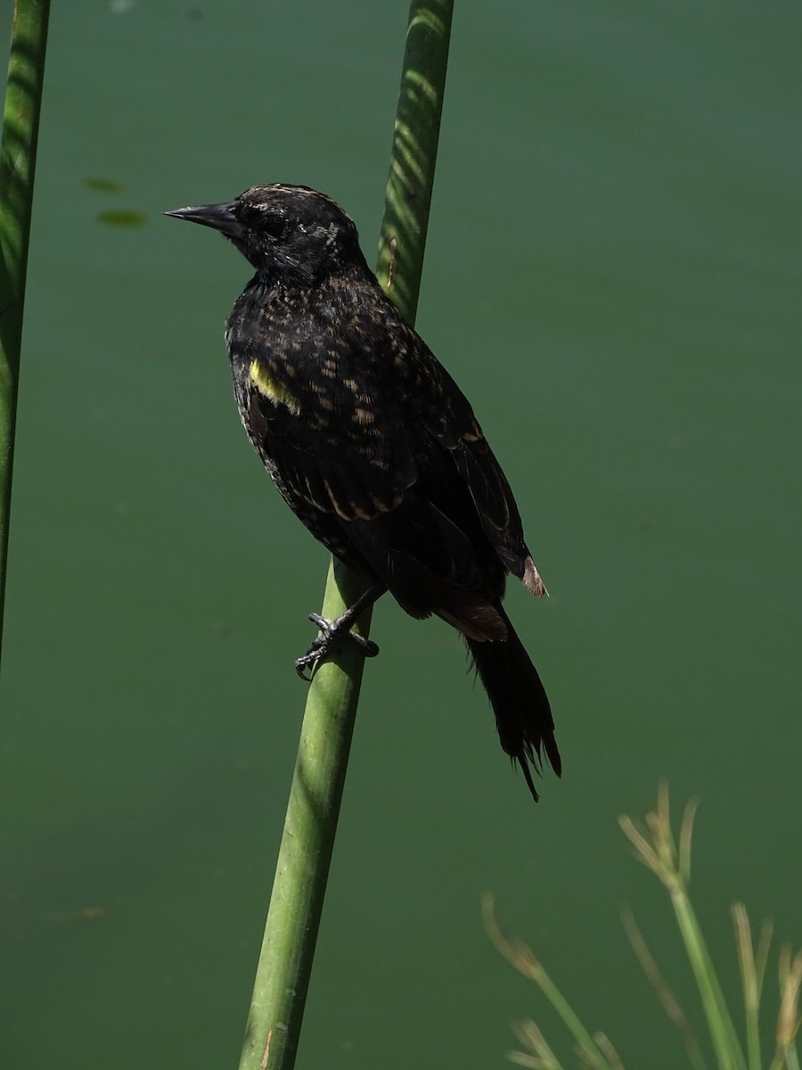 Yellow-winged Blackbird - Cristóbal Prado Pizarro