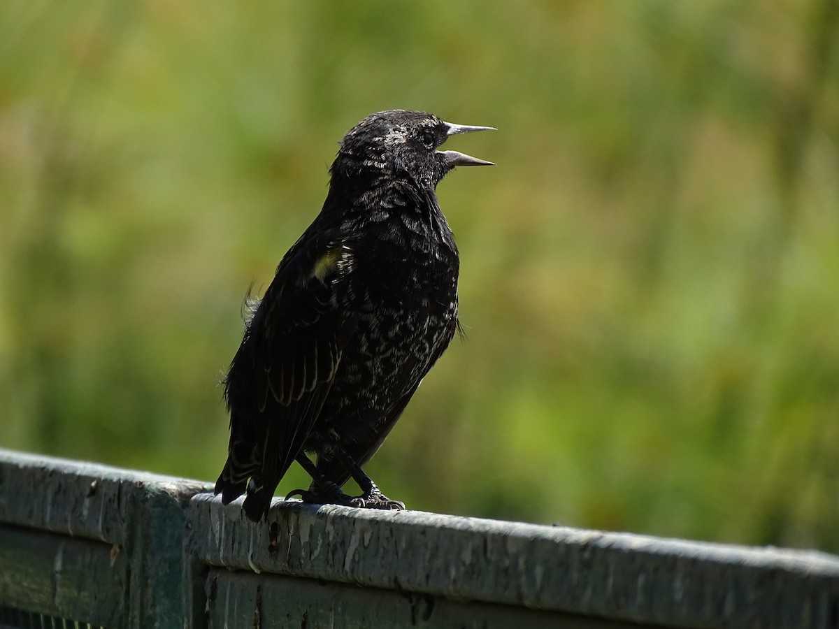 Yellow-winged Blackbird - ML244184061