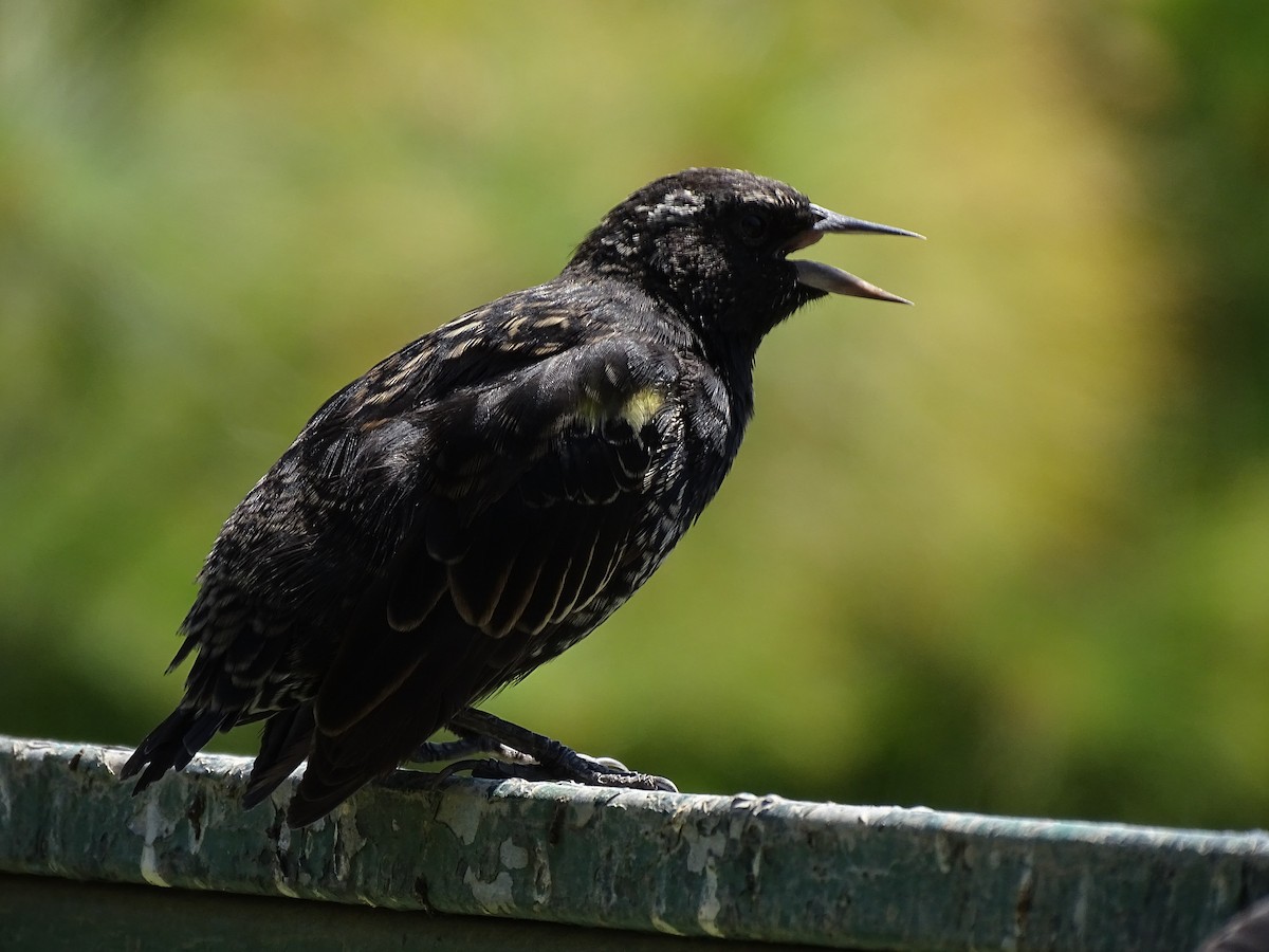 Yellow-winged Blackbird - ML244184071