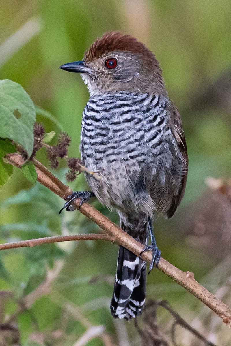 Rufous-capped Antshrike - ML244184171