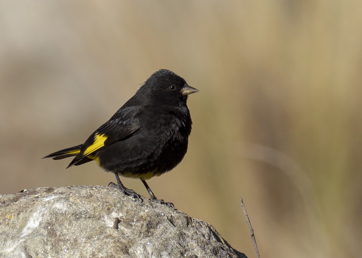 Black Siskin - ML244184501