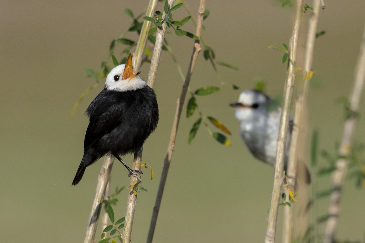 White-headed Marsh Tyrant - ML244185231