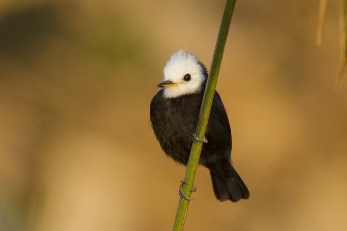 White-headed Marsh Tyrant - ML244185251