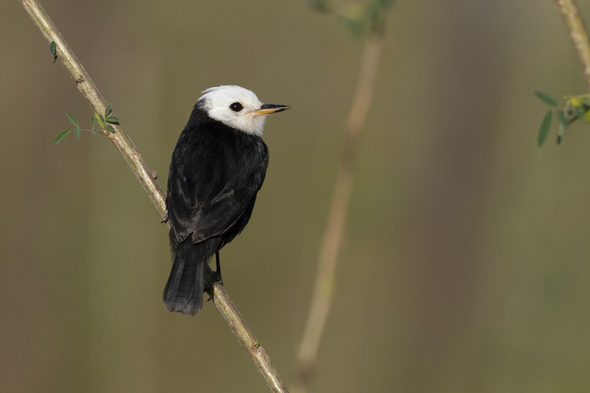 White-headed Marsh Tyrant - ML244185261