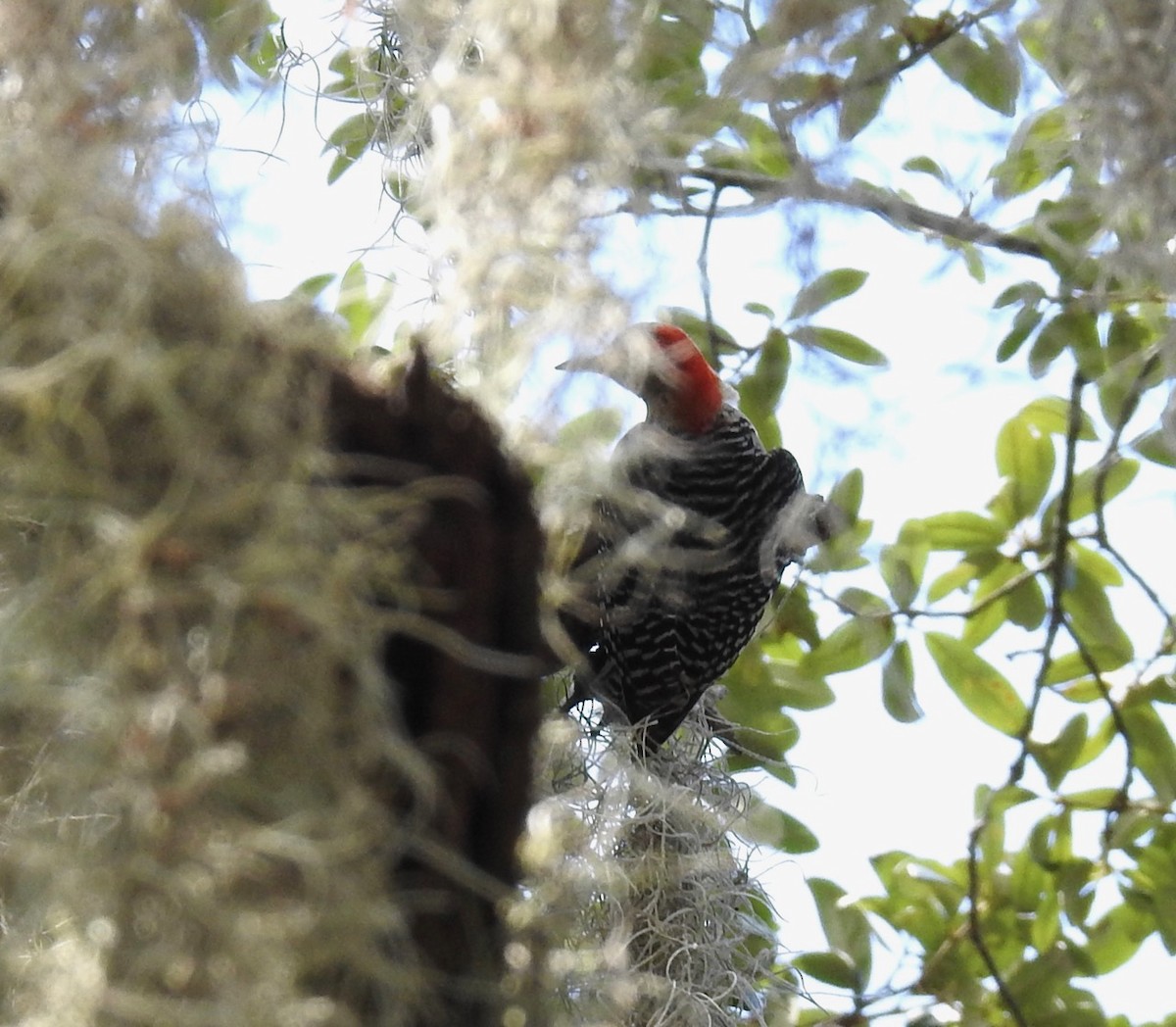 Red-bellied Woodpecker - ML244185731