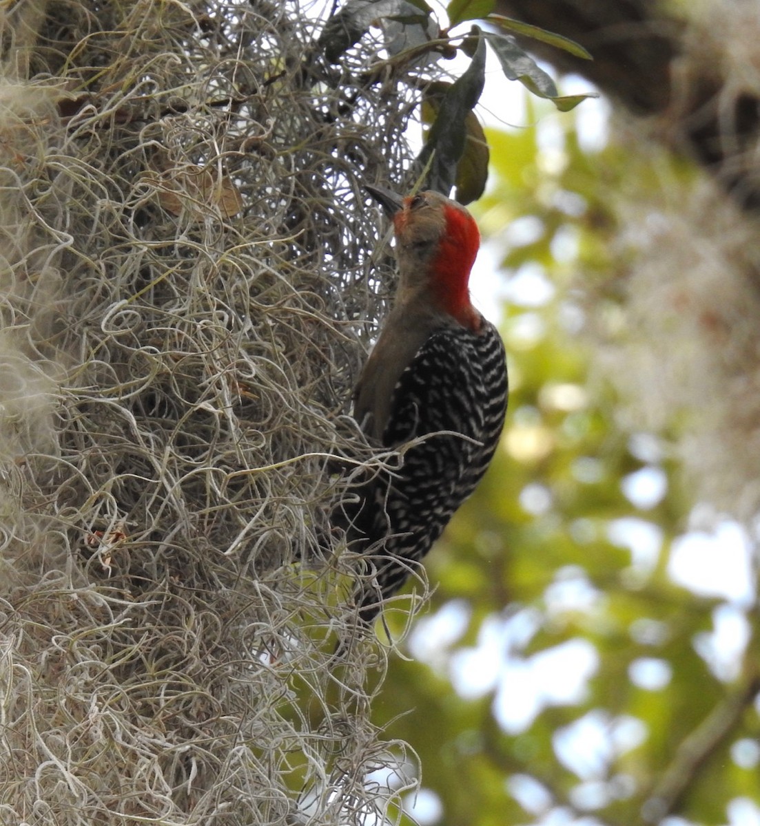 Red-bellied Woodpecker - ML244185751