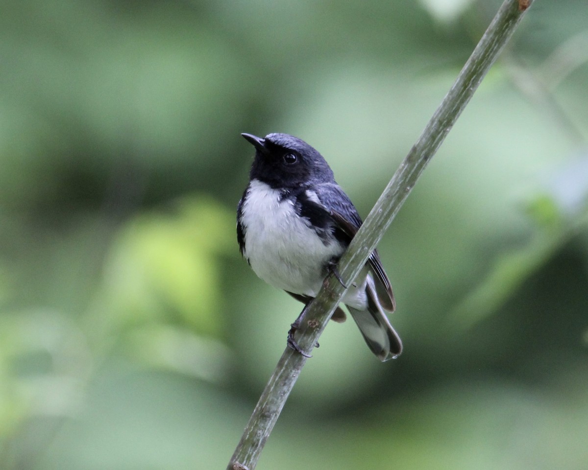 Black-throated Blue Warbler - Travis Kaye