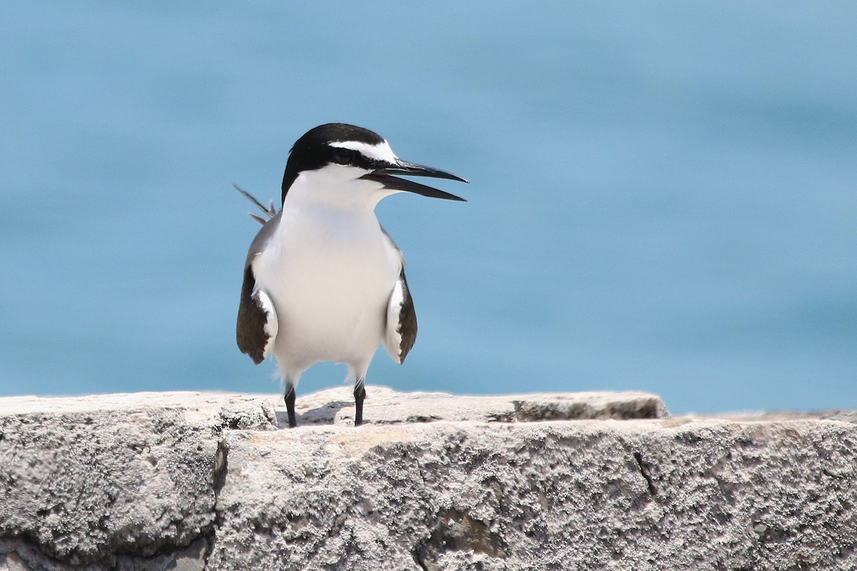 Bridled Tern - ML244187181