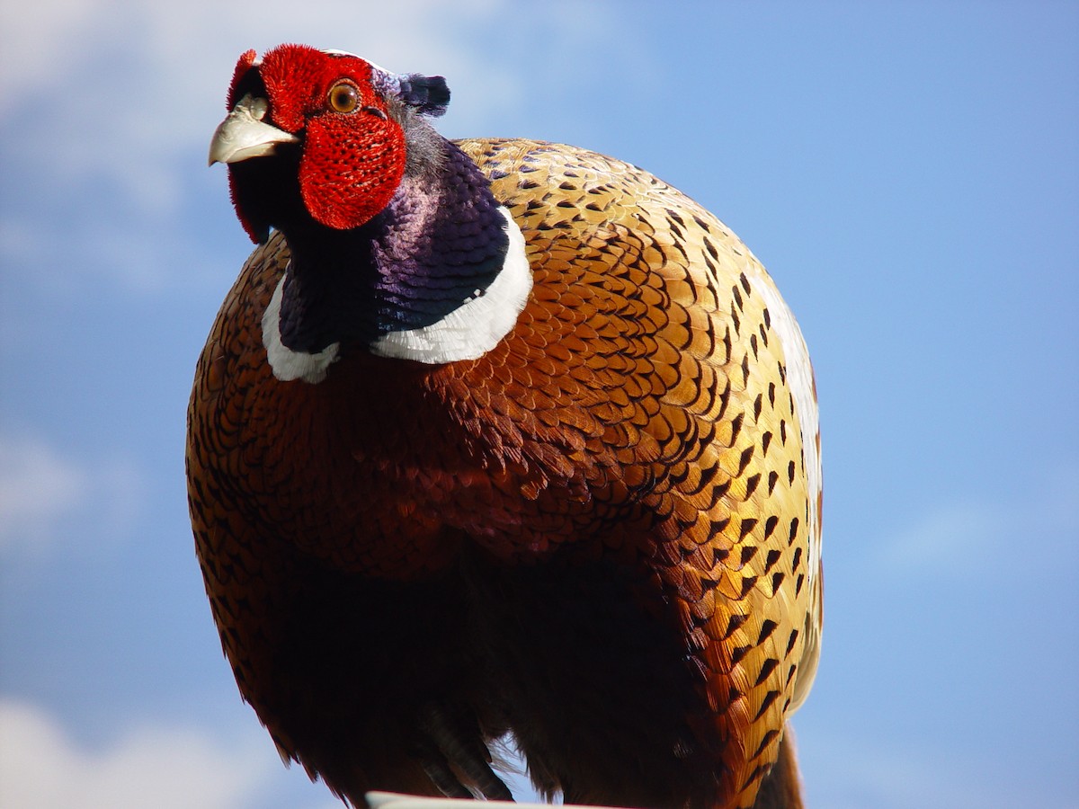 Ring-necked Pheasant - Perry Owen
