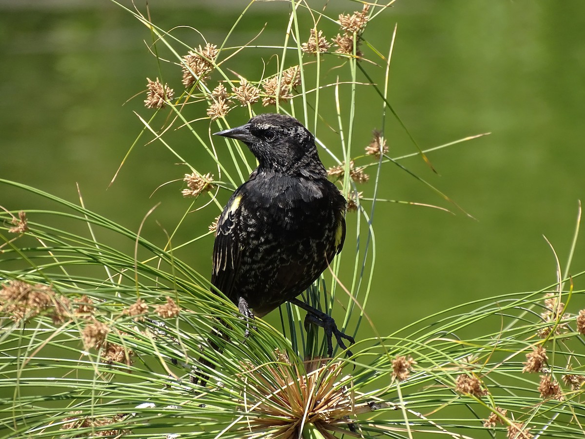 Yellow-winged Blackbird - ML244187651