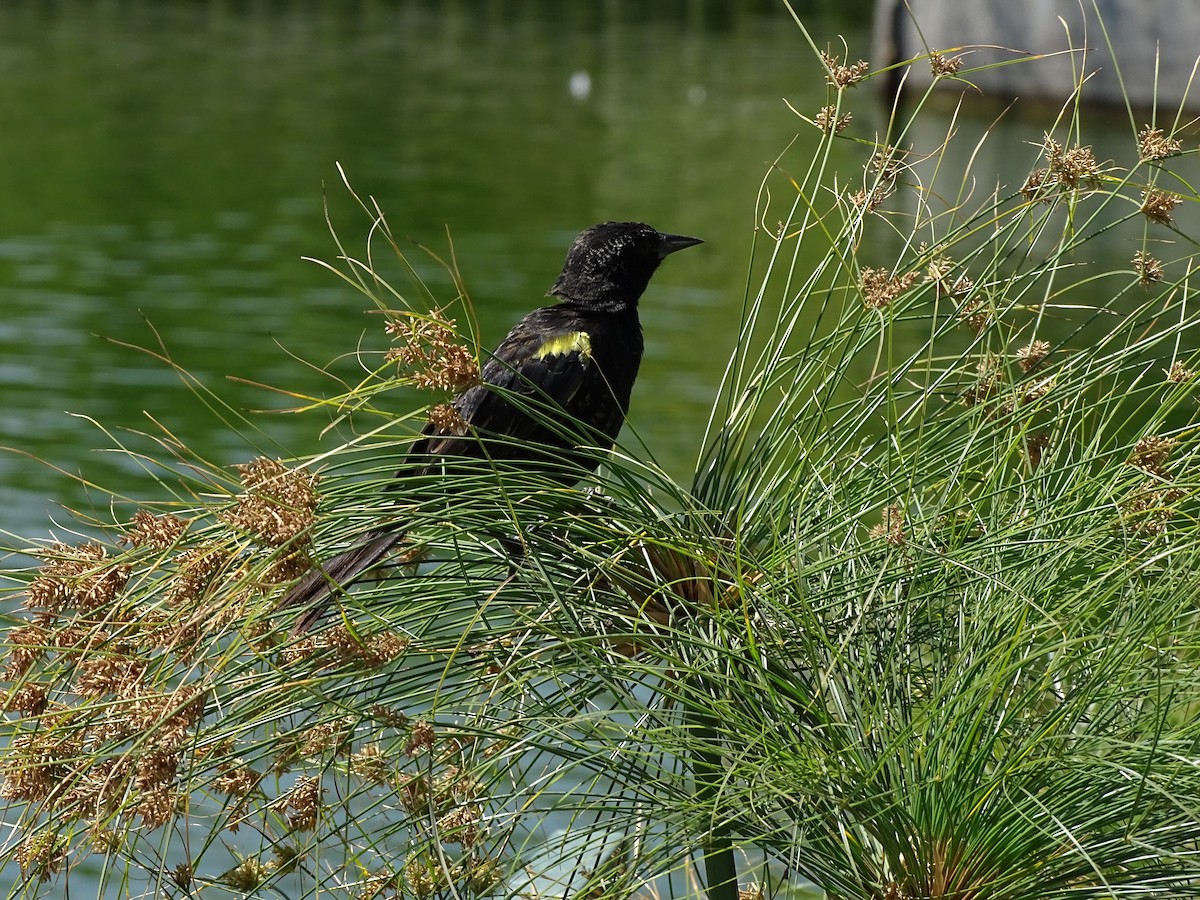 Yellow-winged Blackbird - ML244187761