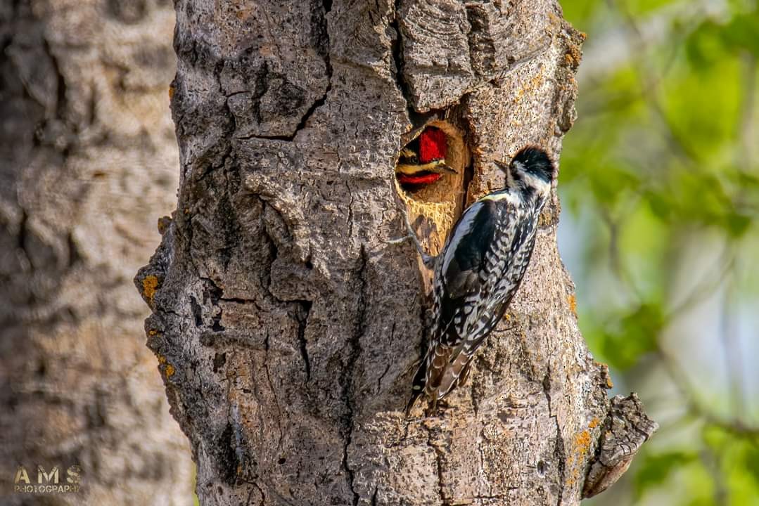 Yellow-bellied Sapsucker - Katie Suek