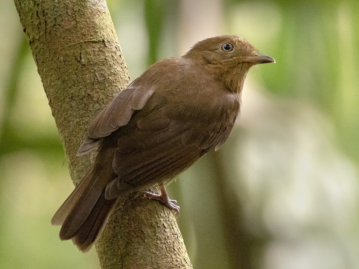 Russet-winged Schiffornis