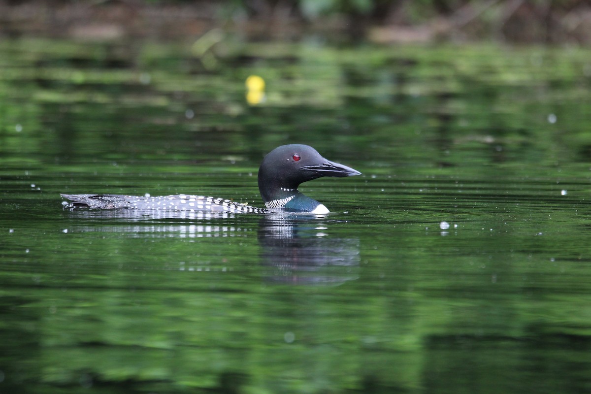 Common Loon - Travis Kaye