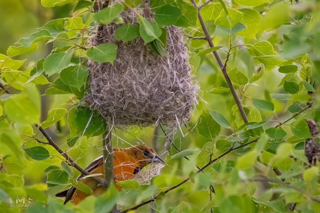 Baltimore Oriole - Katie Suek