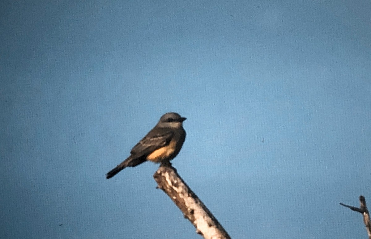 Tropical Kingbird - Scott Jackson