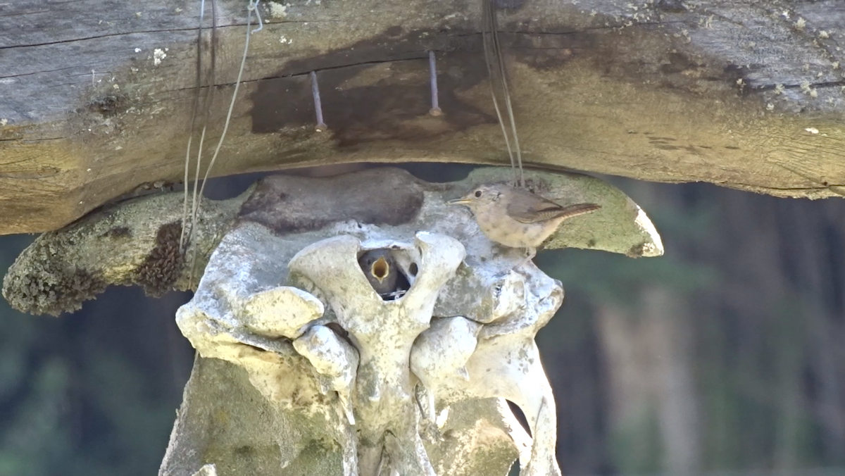 House Wren - ML244191361