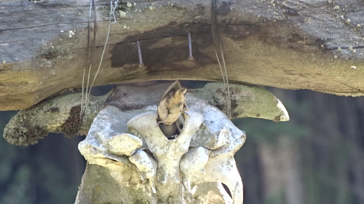 House Wren - ML244191381