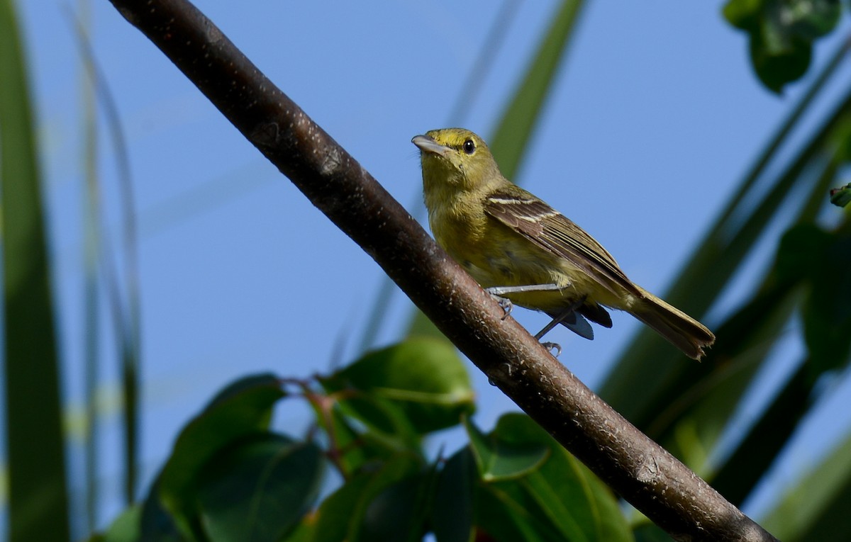 Thick-billed Vireo - ML244193461