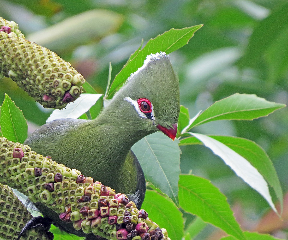 Knysna Turaco (Southern) - ML244194181