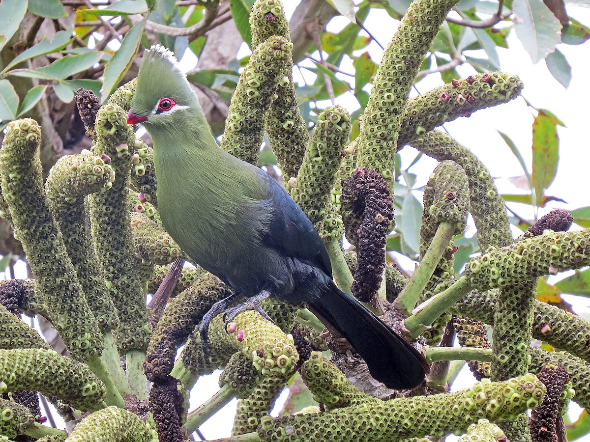 Knysna Turaco (Southern) - Simon Hitchen