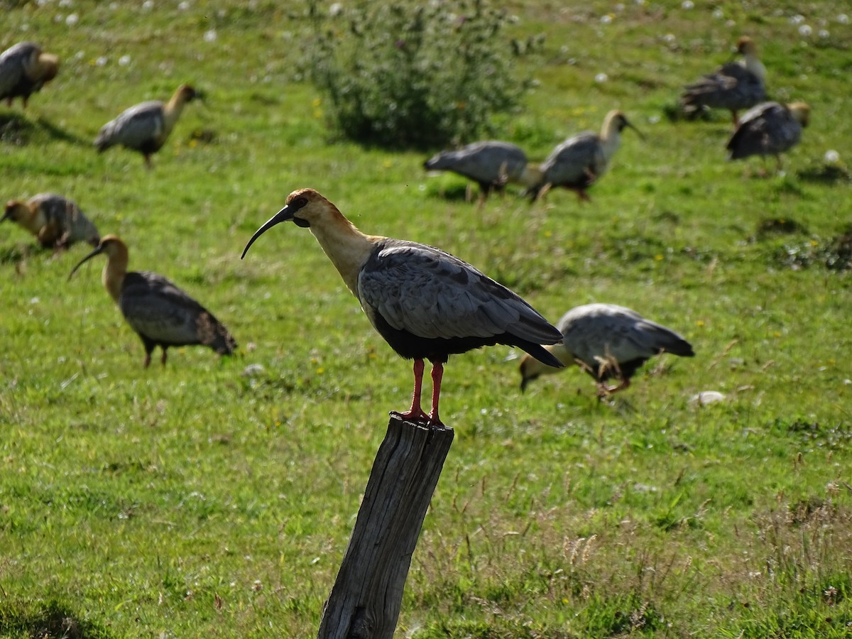 Black-faced Ibis - ML244194391