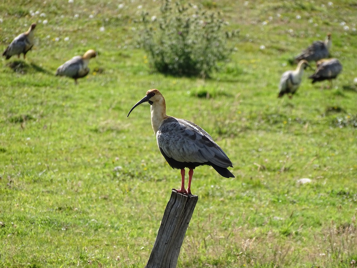 Ibis à face noire - ML244194411